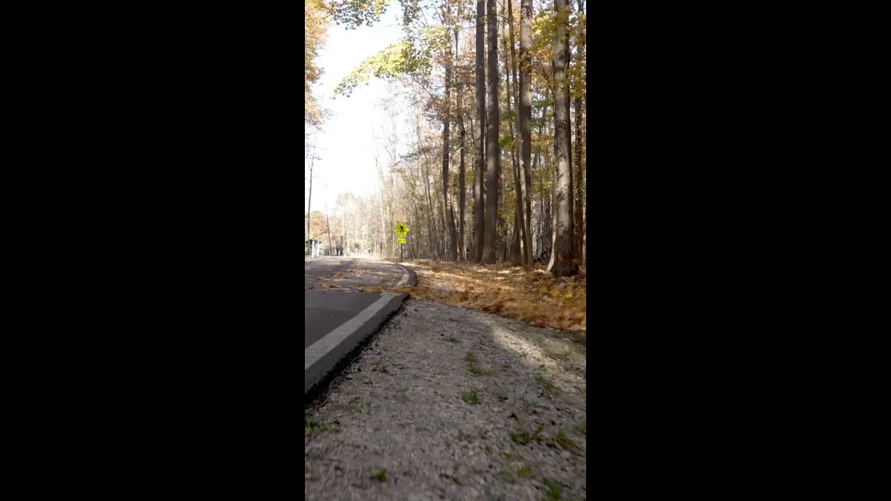 Leaves Dont Stand a Chance 