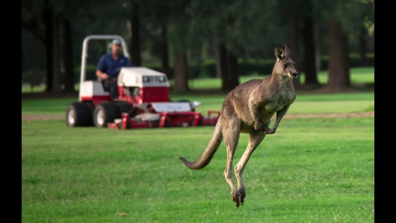 Kangaroo Valleys Favorite Golf Course Mower