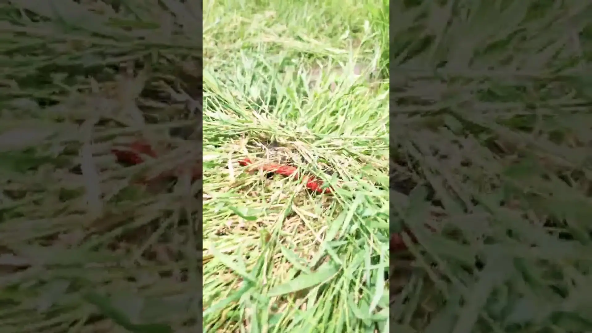 Satisfying Boom Mower