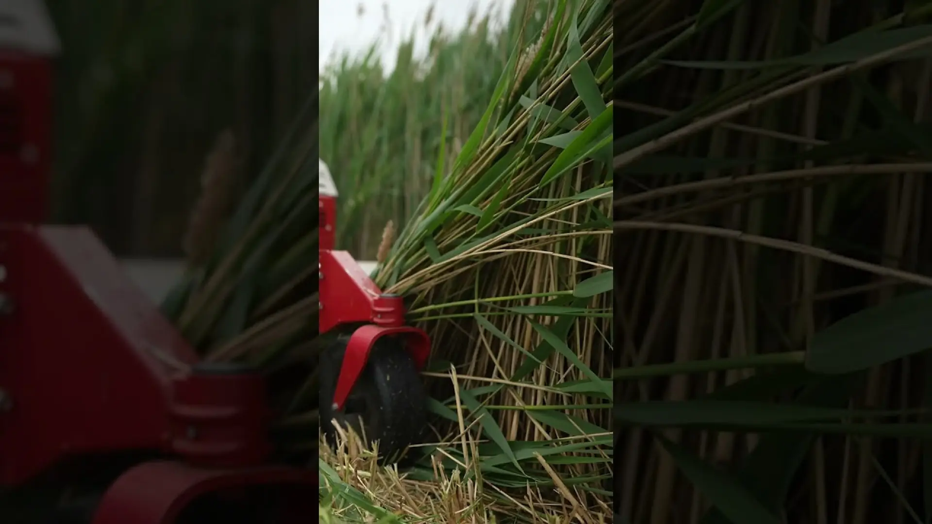 Demolish Tall Reed Grasses with a Compact Tractor
