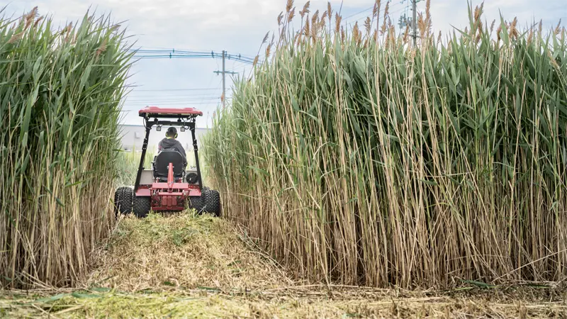 Manage invasive plant species in conservation areas, preserving native ecosystems.