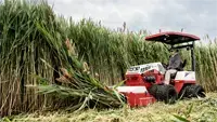 HQ682 Tough Cut Clear dense brush and tall weeds effortlessly, making it the ideal choice for land reclamation projects