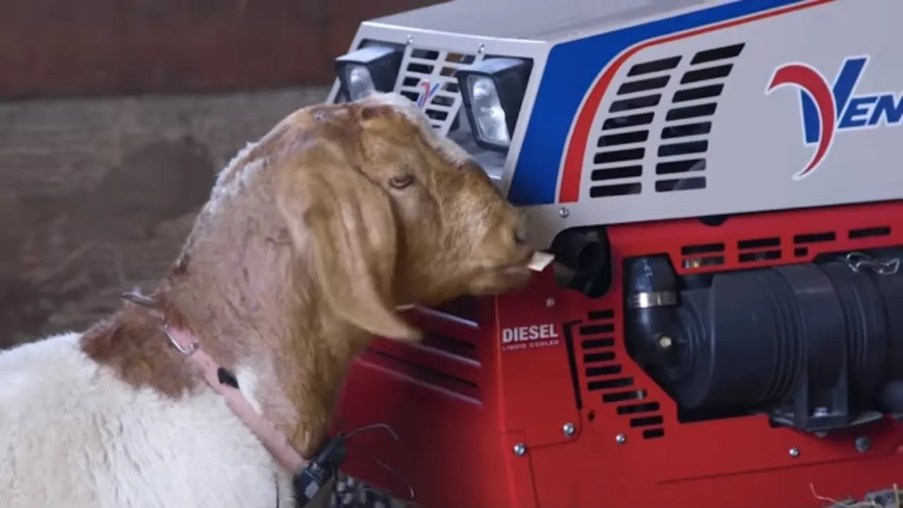 GOAT vs Spokes Person  Ventrac MMM