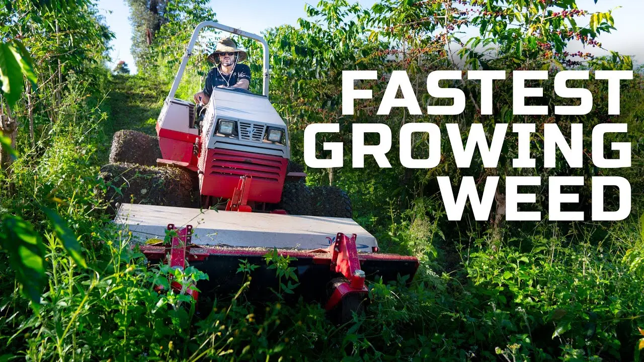 Mowing Elephant Grass On A Coffee Farm